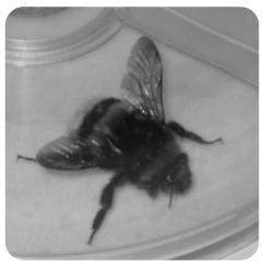 video van de insectenverplaatser