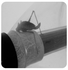 video van de insectenverplaatser