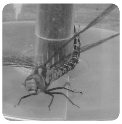 video van de insectenverplaatser