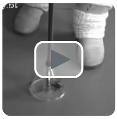 spinnenvanger en insectenverplaatser video