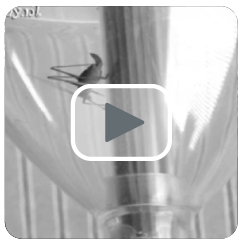 video van de luxebugaway